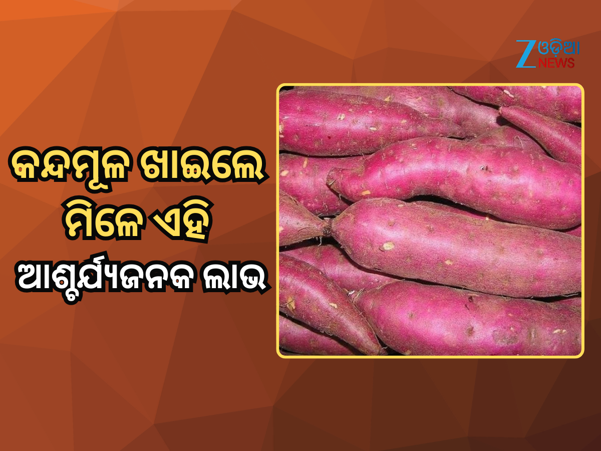 Sweet potato benefits: ଶୀତ ଦିନେ ଖାଆନ୍ତୁ କନ୍ଦମୂଳ; ପାଇବେ ଏହି ସବୁ ଆଶ୍ଚର୍ଯ୍ୟଜନକ ଲାଭ Sweet potato benefits: ଶୀତ ଦିନେ ଖାଆନ୍ତୁ କନ୍ଦମୂଳ; ପାଇବେ ଏହି ସବୁ ଆଶ୍ଚର୍ଯ୍ୟଜନକ ଲାଭ