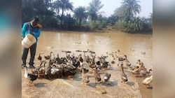 Pakur News: पाकुड़ की दुलारस किस्कू बनीं 'रोल मॉडल', बतख पालन व्यवसाय से हुई लखपति