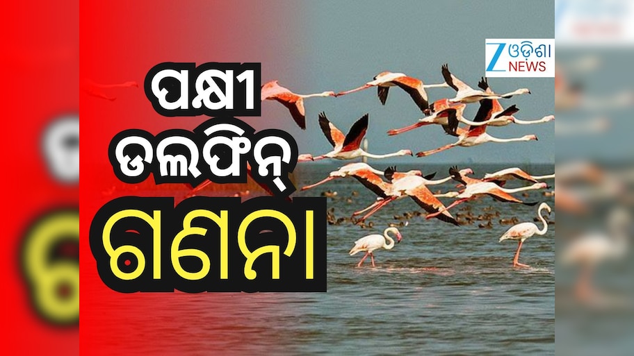 Chilika Bird Census: ଚିଲିକାରେ ଜାନୁଆରୀ ୧୮ରୁ ପକ୍ଷୀ ଗଣନା, ୨୦ରୁ ଡଲଫିନ୍‌ ଗଣନା