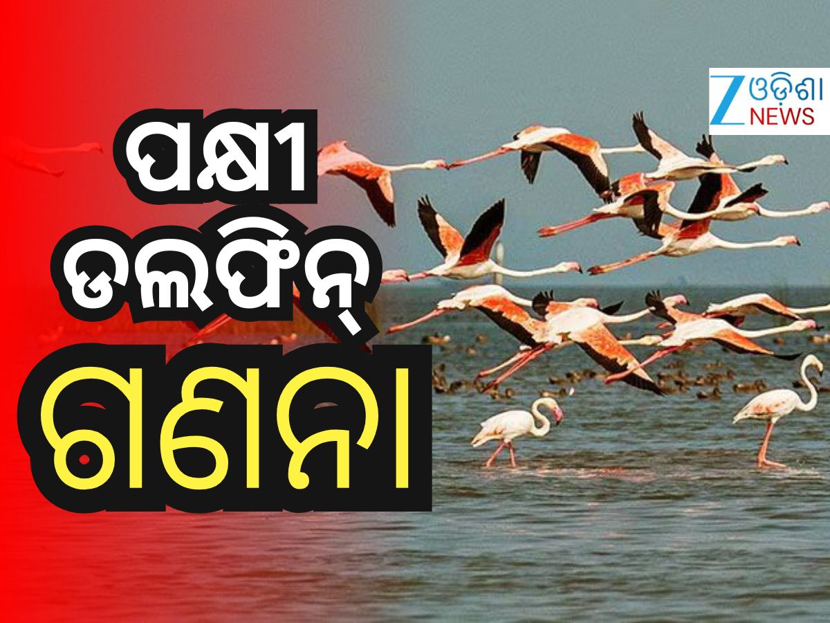 Chilika Bird Census: ଚିଲିକାରେ ଜାନୁଆରୀ ୧୮ରୁ ପକ୍ଷୀ ଗଣନା, ୨୦ରୁ ଡଲଫିନ୍ ଗଣନା Chilika Bird Census: ଚିଲିକାରେ ଜାନୁଆରୀ ୧୮ରୁ ପକ୍ଷୀ ଗଣନା, ୨୦ରୁ ଡଲଫିନ୍ ଗଣନା