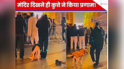 कुत्ता भी हुआ भक्ति में लीन! बाबा विश्वनाथ के आगे किया दंडवत प्रणाम, वीडियो वायरल