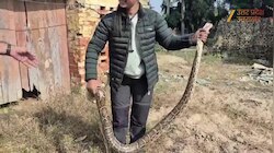लखीमपुर के रिहायशी इलाके में घुस आया 15 फीट का अजगर, देखें कैसे बची लोगों की जान