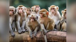 आस्था पर हमला? चित्रकूट में दर्जनों बंदरों की मौत, खून से लथपथ शव देख सहमे लोग