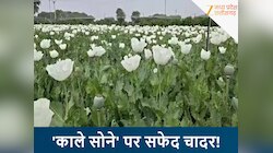 ‘काले सोने’ पर छाई सफेदी, डोडे आते ही चौकन्ने हुए किसान, दो-दो आदमी कर रहे रखवाली