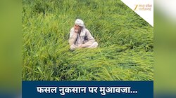 बारिश-ओले से फसल हो गई बर्बाद? जानें कैसे और कितना मिलेगा मुआवजा, क्या है प्रोसेस