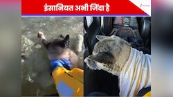 माइनस डिग्री तापमान और बर्फ जैसा पानी; देखिए कैसे बचाई तड़पते बेजुबान की जान