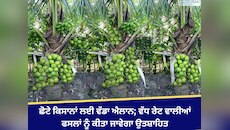 ਛੋਟੇ ਕਿਸਾਨਾਂ ਲਈ ਵੱਡਾ ਐਲਾਨ; ਵੱਧ ਰੇਟ ਵਾਲੀਆਂ ਫਸਲਾਂ ਨੂੰ ਕੀਤਾ ਜਾਵੇਗਾ ਉਤਸ਼ਾਹਿਤ