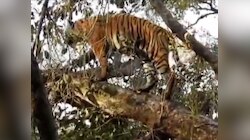 साल के पेड़ पर चढ़ा जंगल का राजा,कार्बेट टाइगर रिजर्व में दुर्लभ दृश्य Video में कैद