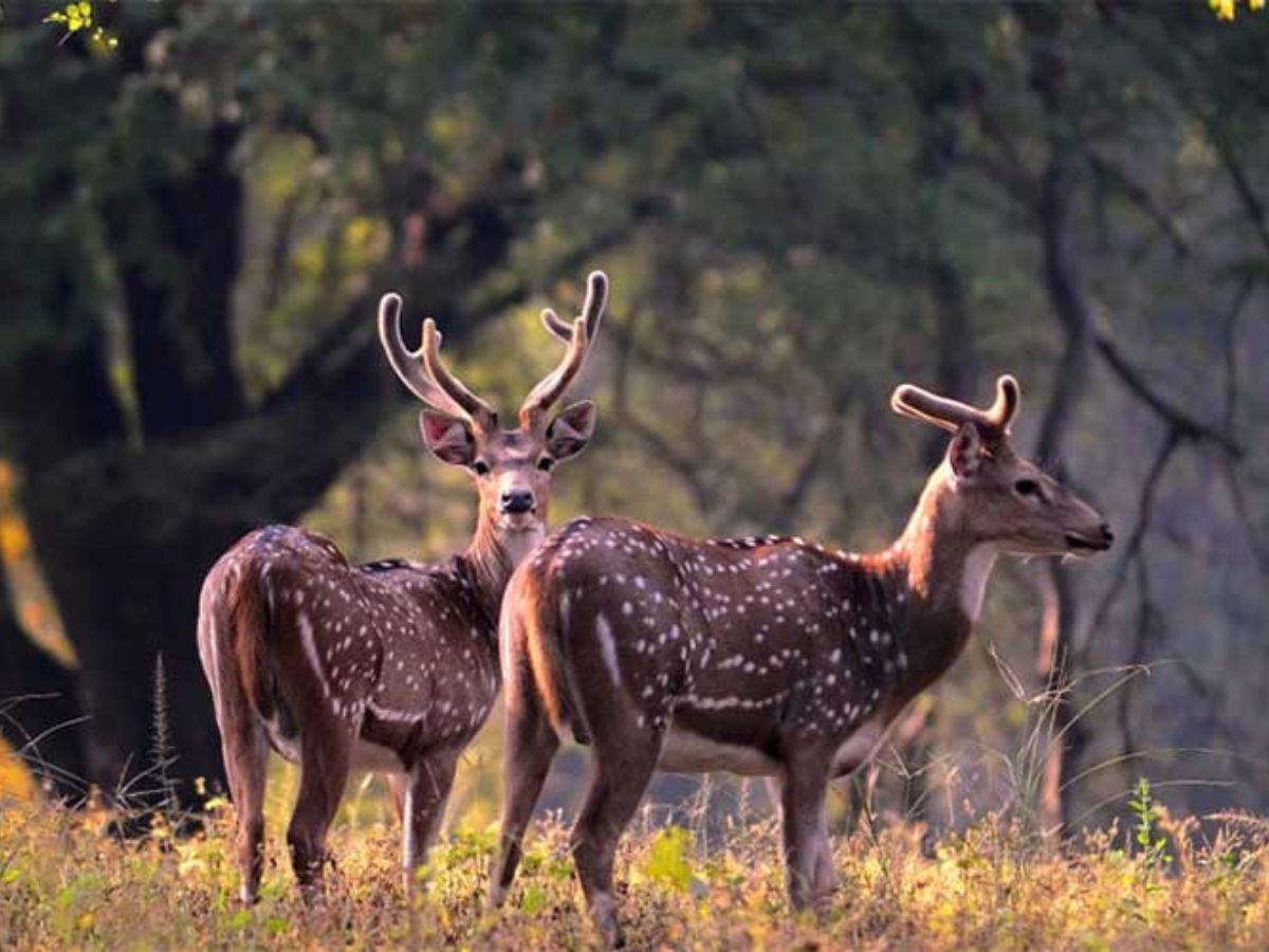 पचमढ़ी में क्या खाएं