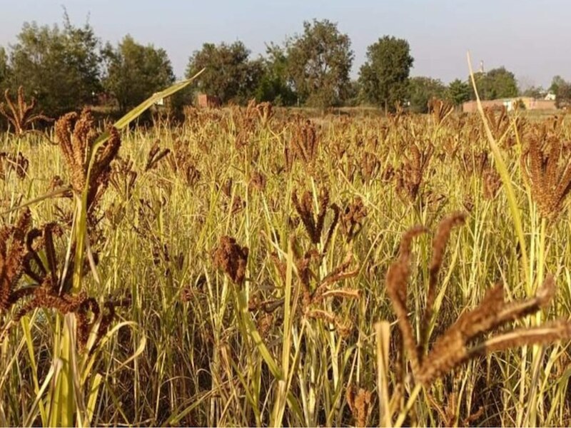 कुल हिस्सेदारी