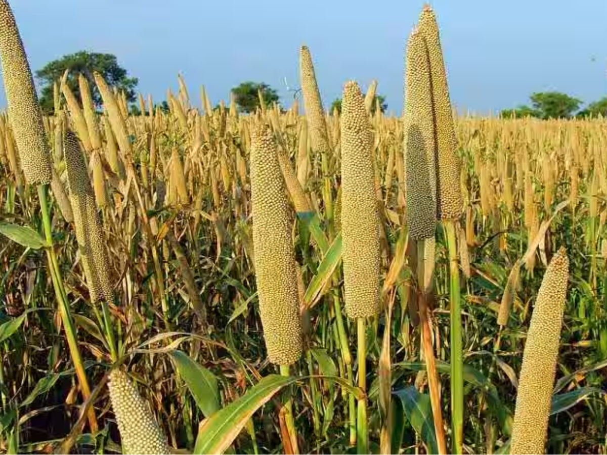 मोटे अनाज की खेती की तरफ रूख