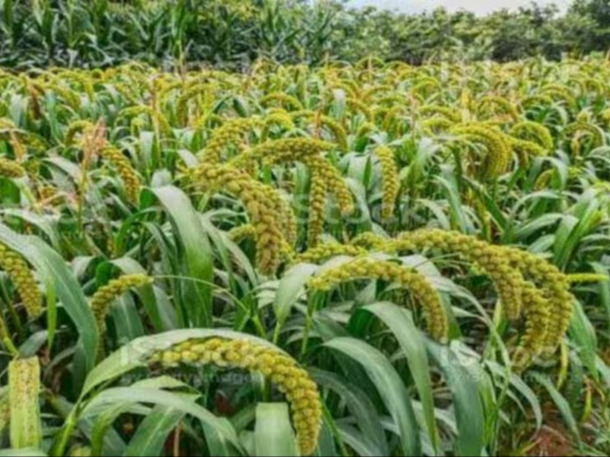 बढ़ती मांग