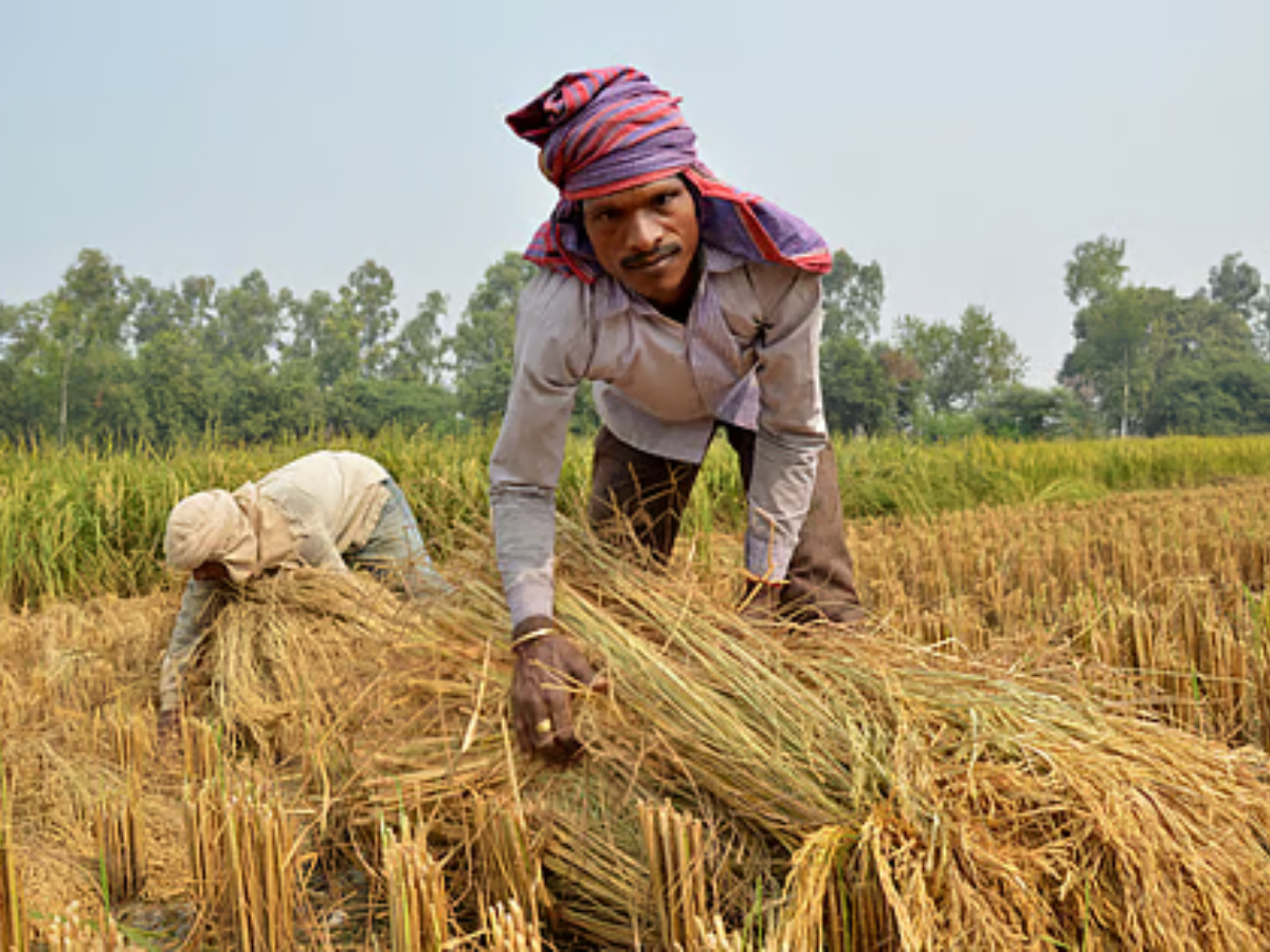 एमपी में कहां-कहां की जा रही मोटे अनाज की खेती