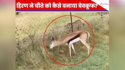 तेंदुआ बन गया 'मामू', हिरण की हिम्मत देख उड़ जाएंगे आपके होश- देखें VIDEO