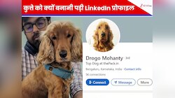 इंसान ही नहीं, अब कुत्ते भी ढूंढ रहे हैं नौकरी? मिलिए बेंगलुरु के 'Drogo' से जिसकी..