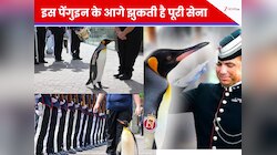 न इंसान, न सैनिक… फिर भी बना ‘कर्नल’! जानिए कैसे पेंगुइन को मिली सेना कि...