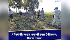 ਬੇਮੌਸਮੇ ਮੀਂਹ ਕਾਰਨ ਆਲੂ ਦੀ ਫਸਲ ਹੋਈ ਖ਼ਰਾਬ; ਕਿਸਾਨ ਨਿਰਾਸ਼