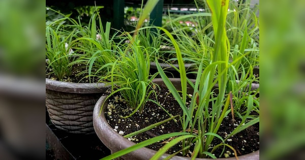 घर पर आसानी से उगा लें लेमन ग्रास, इस तरह लगाएं गमले में पौधा
