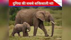 22 महीने गर्भ में बच्चा पालती है ये मां, जानें क्यों लगता है इतना समय?