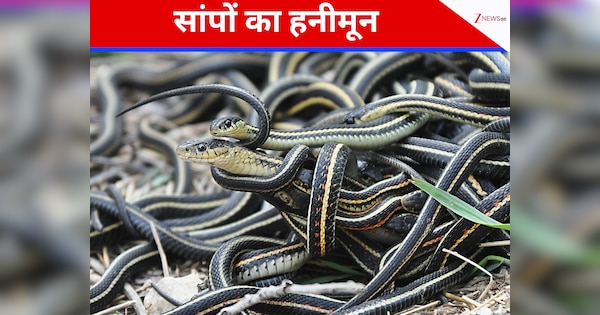 सांपों का 'हनीमून स्पॉट', यहां हर साल सर्दियों में रोमांस करने आते हैं 70 हजार से ज्यादा सांप