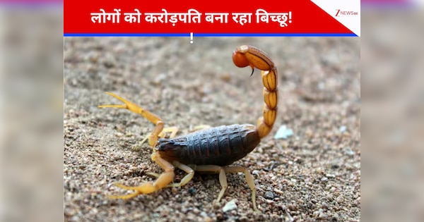 सोना छोड़िए! बिच्छू पालना कर दीजिए शुरु, 80 करोड़ रुपये में बिक रहा एक लीटर जहर; इस देश में अरबपति हो रहे हैं लोग