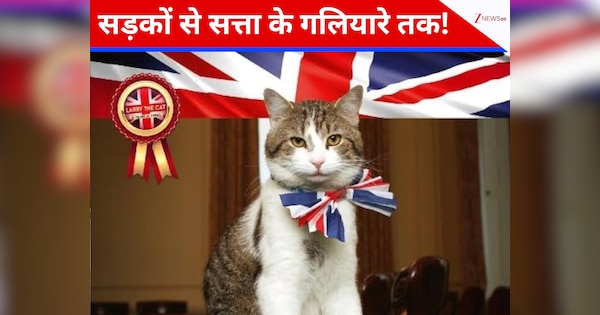 10 डाउनिंग स्ट्रीट में 15 साल: क्या लैरी द कैट के बिना अधूरी है ब्रिटिश सरकार? ओबामा से दोस्ती और सुनक के कुत्ते से 'दुश्मनी' का पूरा सच