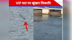 Viral Video: हरिद्वार के VIP Ghat के पास दिखा मगरमच्छ, यूजर्स बोले- स्पेशल ट्रीटमेंट