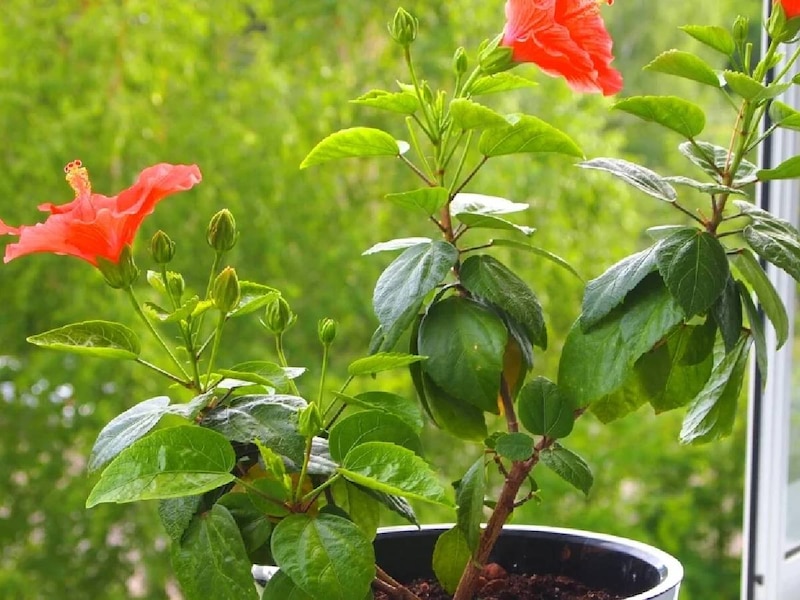 कटिंग की तैयारी 