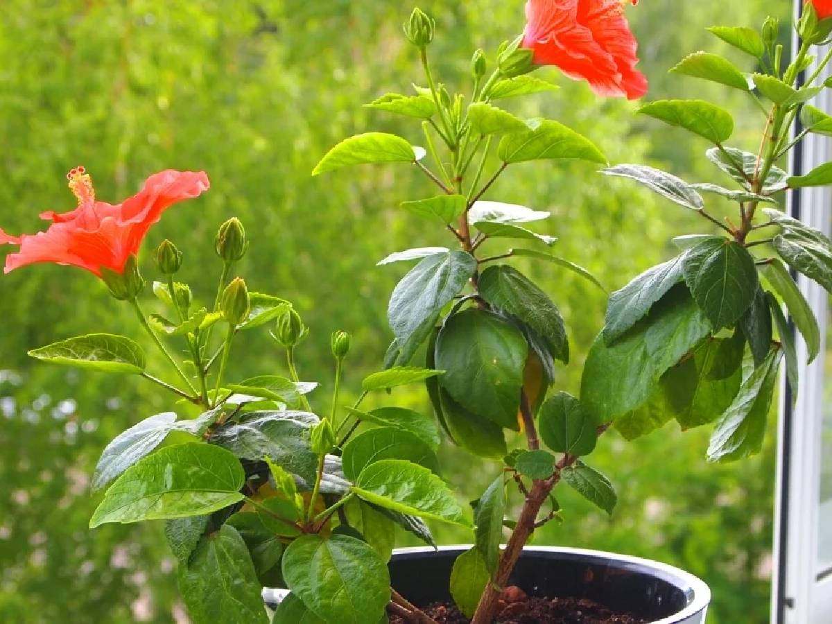 कटिंग की तैयारी