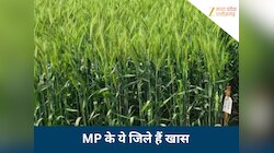 गेहूं उत्पादन में मध्य प्रदेश के ये पांच जिले हैं खास, क्या आपको पता है यह जानकारी