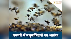 जान की दुश्मन बनी मधुमक्खियां, राहगीरों को दौड़ा-दौड़कर काटा, छात्र समेत 5 घायल...