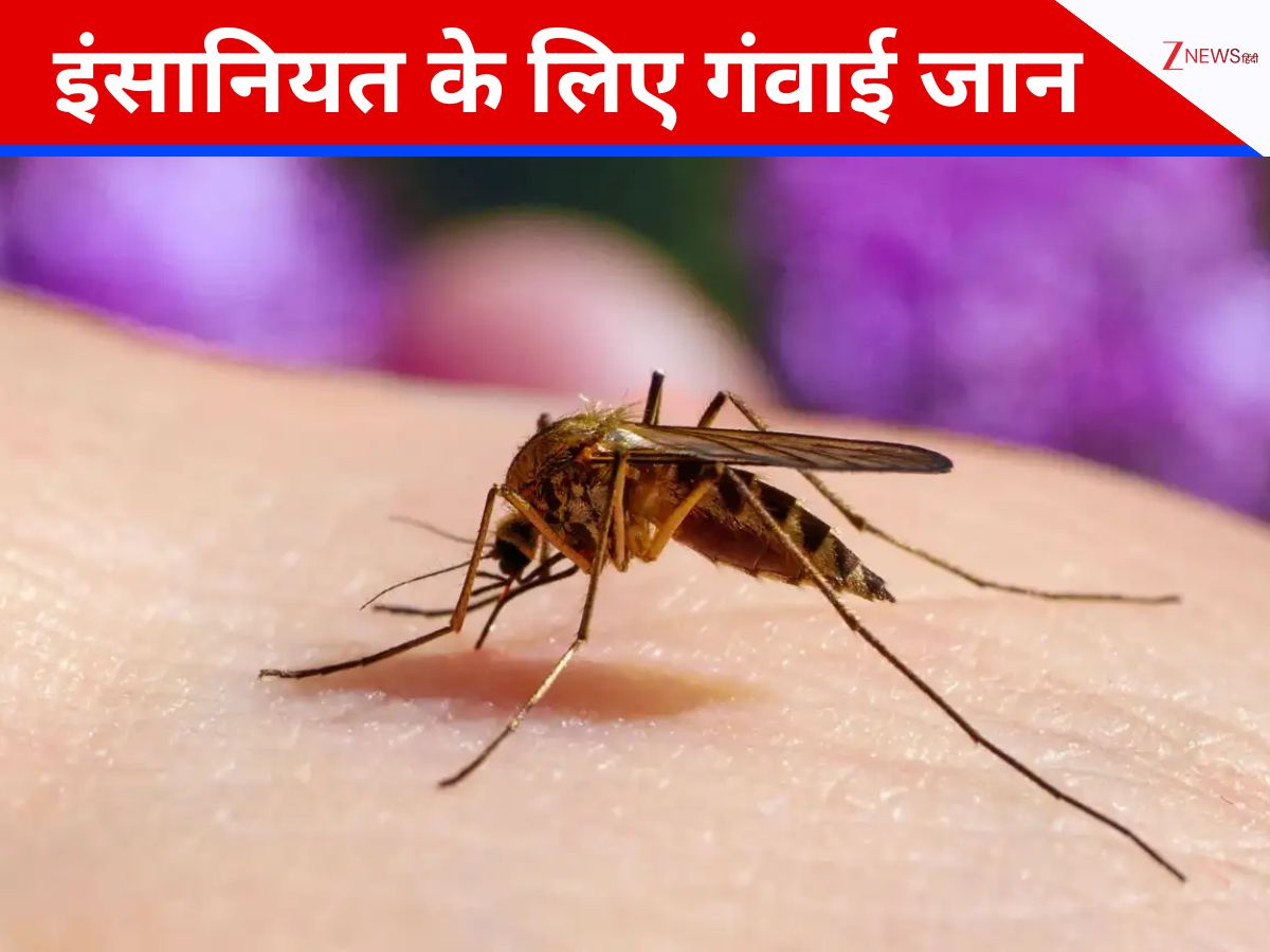 पीत ज्वर का रहस्य सुलझाने, वैज्ञानिक जेसी लेज़ियर ने संक्रमित मच्छरों से कटवाया, गंवाई जान