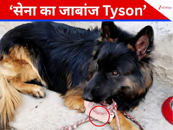 تايسون: الـ'تايسون' الذي انقض على الإرهابيين، المحارب الكلبي الشجاع في الجيش لم يتوقف حتى بعد إصابته برصاصة؛ أرسل الإرهابيين إلى الجحيم