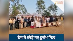 रायसेन हलाली डैम में सीएम ने छोड़े पांच दुर्लभ गिद्ध, GPS टैग के साथ निगरानी शुरू