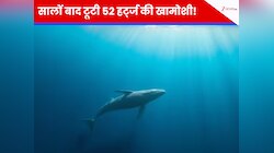 खत्म हुआ 30 साल का इंतजार! दुनिया की 'सबसे अकेली व्हेल' को मिला जीवनसाथी? जानें...