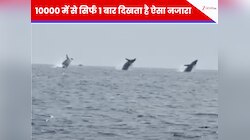 कैमरे में कैद हुआ सदी का सबसे दुर्लभ नजारा; जब समुद्र के बीचोबीच  3 विशाल व्हेल...