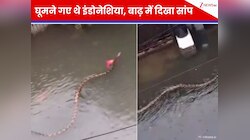 बाढ़ के पानी में तैरता दिखा 15 फीट का दानव, देखें रोंगटे खड़े कर देने वाला वीडियो
