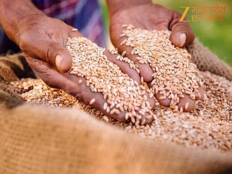 गेहूं खरीदी की संभावित तारीख