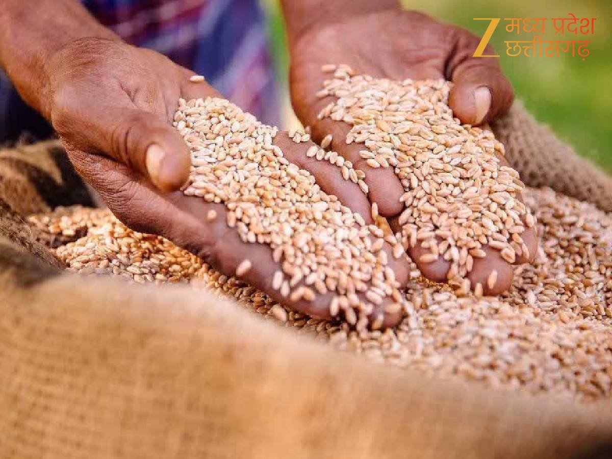 गेहूं खरीदी की संभावित तारीख