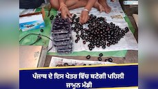ਪੰਜਾਬ ਦੇ ਇਸ ਖੇਤਰ ਵਿੱਚ ਬਣੇਗੀ ਪਹਿਲੀ ਜਾਮੁਨ ਮੰਡੀ; ਸਰਕਾਰ ਵੱਲੋਂ 9.85 ਕਰੋੜ ਰੁਪਏ ਜਾਰੀ