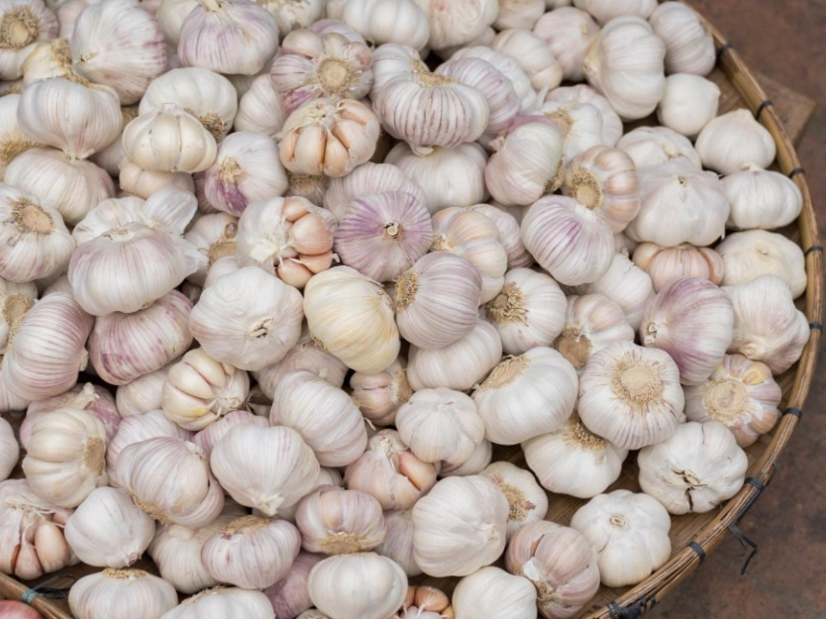 नई फसल के दाम छू रहे आसमान