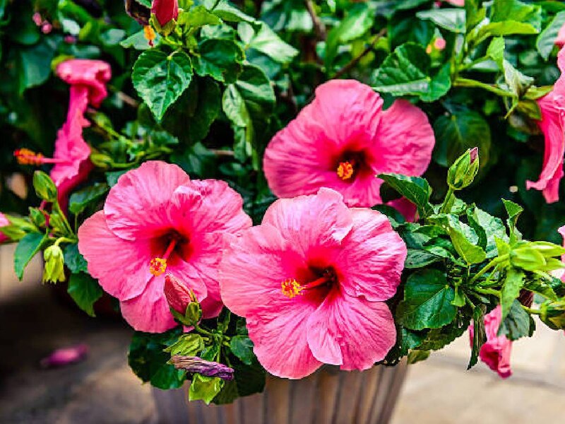 how to grow more gudhal flowers hibiscus boost bloom from home remedies ...