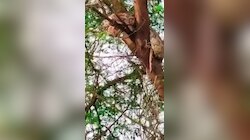 Gonda Python Video: पेड़ पर चढ़ा, फिर कुंडली मार बैठा विशालकाय अजगर, वीडियो देख कर चौंक जाएंगे आप!
