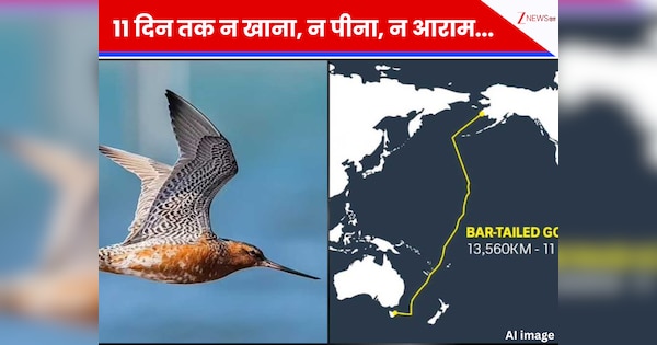 bar tailed godwit bird world record 13560 km Longest Pacific Crossing ...