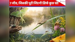 सुबह जन्म, शाम को मौत! मिलिए दुनिया के उन 7 जीवों से जिनकी कुछ घंटों में खत्म हो...