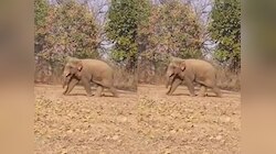 हाथी के हमले से उजड़ा चंदन उरांव का आशियाना, मासूम बेटी की गई जान