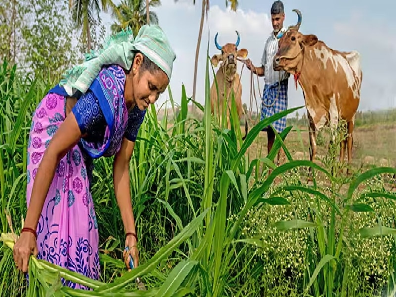19 एकड़ जमीन पर की जाएगी चारे की खेती