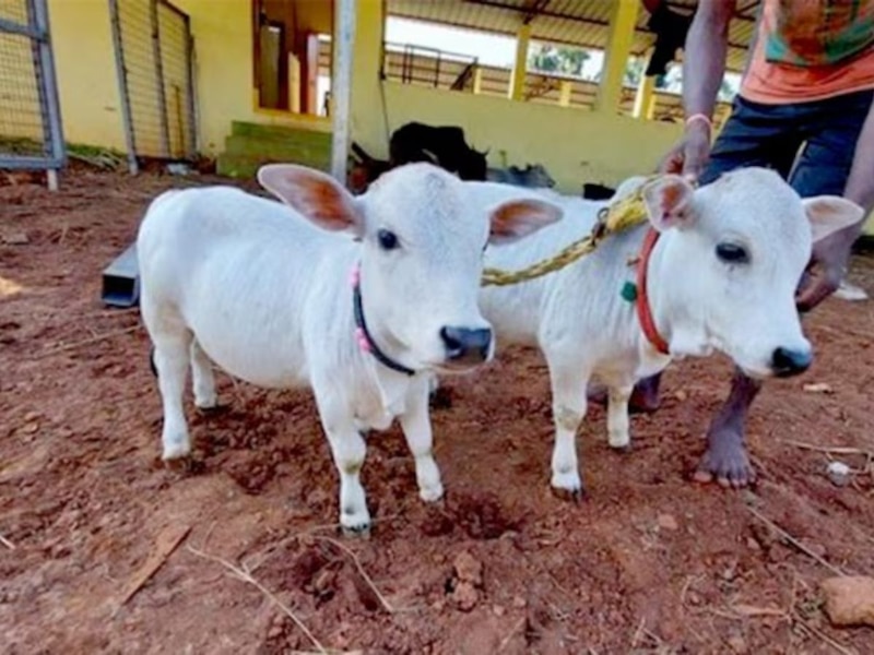 सभी गौधाम कहलाएंगे सुरभि गौधाम