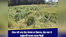 ਮੌਸਮ ਦੀ ਮਾਰ ਹੇਠ ਪੰਜਾਬ ਦਾ ਕਿਸਾਨ; ਤੇਜ਼ ਹਵਾ ਤੇ ਗੜ੍ਹੇਮਾਰੀ ਕਾਰਨ ਕਣਕ ਵਿਛੀ