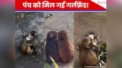 क्या Punch बंदर को मिल गई उसकी गर्लफ्रेंड? नए Video में दिखे प्यार वाले Cute मोमेंट
